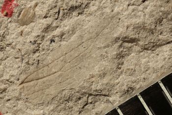 Media type: image;   Entomology PALE-10333